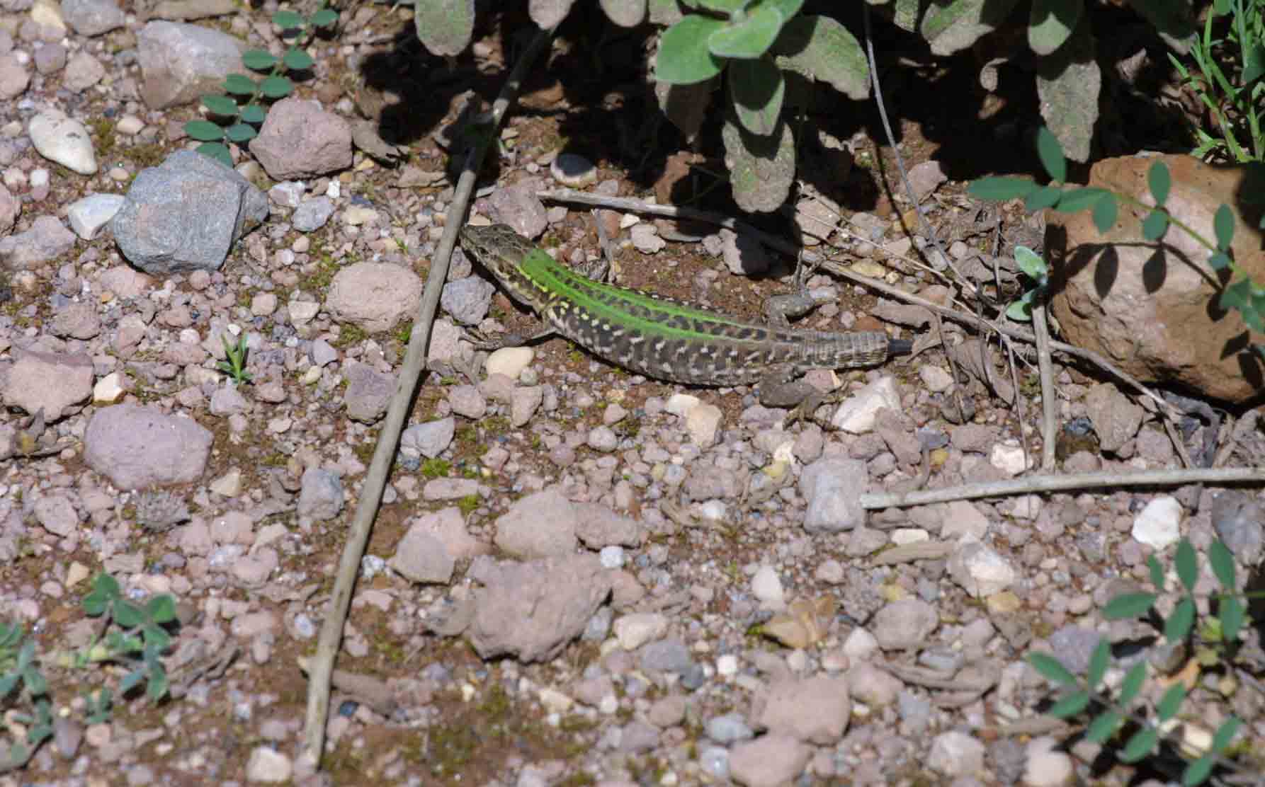 Podarcis sicula, autotomia